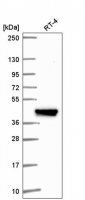 Anti-IFIT5 antibody produced in rabbit 