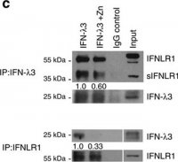 Anti-IFNLR1 antibody produced in rabbit