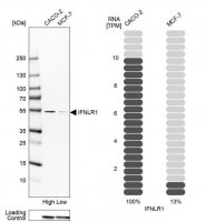 Anti-IFNLR1 antibody produced in rabbit