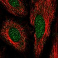 Anti-IFRD2 antibody produced in rabbit HPA068560-100UL