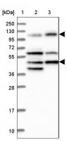 Anti-IFT122 antibody produced in rabbit 