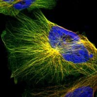 Anti-IFT20 antibody produced in rabbit