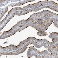 Anti-IFT57 antibody produced in rabbit HPA035514-100UL