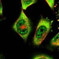 Anti-IFT57 antibody produced in rabbit HPA035514-100UL