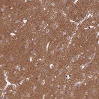 Anti-IGLON5 antibody produced in rabbit