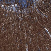 Anti-IGSF8 antibody produced in rabbit HPA011917-100UL
