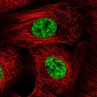 Anti-IK antibody produced in rabbit