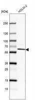 Anti-IKZF4 antibody produced in rabbit 
