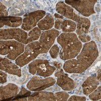 Anti-IL17RB antibody produced in rabbit HPA005482-100UL