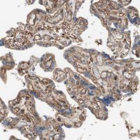Anti-IL1RL1 antibody produced in rabbit 