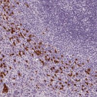 Anti-IL4 antibody produced in rabbit 