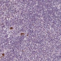Anti-IL4 antibody produced in rabbit 
