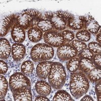 Anti-IL7 antibody produced in rabbit 