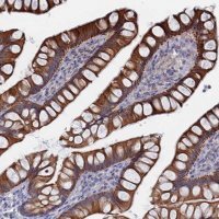 Anti-IL7 antibody produced in rabbit 