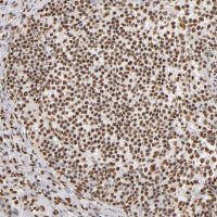 Anti-ILF3 antibody produced in rabbit 