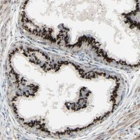 Anti-IMPAD1 antibody produced in rabbit