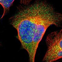Anti-IMPAD1 antibody produced in rabbit