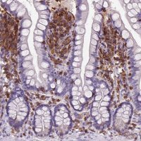 Anti-INPP5D antibody produced in rabbit 