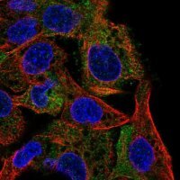 Anti-INPP5D antibody produced in rabbit 