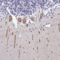 Anti-INTS5 antibody produced in rabbit 