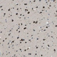 Anti-IPO7 antibody produced in rabbit 