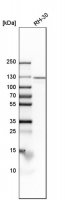 Anti-IPO7 antibody produced in rabbit 