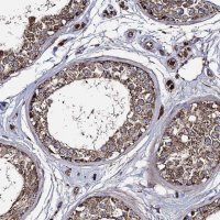 Anti-IQCH antibody produced in rabbit 
