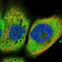 Anti-IQCH antibody produced in rabbit 