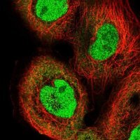 Anti-IRF2 antibody produced in rabbit