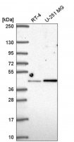 Anti-IRF2 antibody produced in rabbit