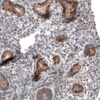 Anti-IRX1 antibody produced in rabbit 