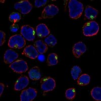 Anti-IRX1 antibody produced in rabbit 