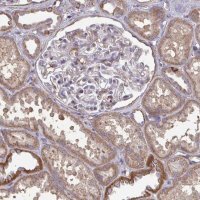 Anti-ISCU antibody produced in rabbit 