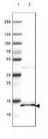 Anti-ISCU antibody produced in rabbit 