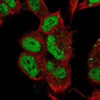 Anti-ISL1 antibody produced in rabbit 