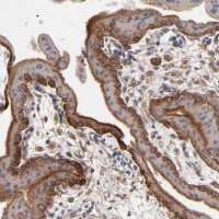 Anti-ITGB5 antibody produced in rabbit 