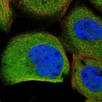 Anti-ITGB8 antibody produced in rabbit 