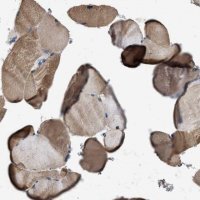 Anti-ITSN1 antibody produced in rabbit 