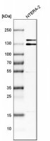 Anti-ITSN1 antibody produced in rabbit 
