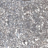 Anti-JADE2 antibody produced in rabbit 