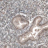 Anti-JADE2 antibody produced in rabbit 