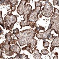 Anti-JAG2 antibody produced in rabbit 