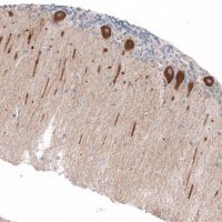 Anti-JAG2 antibody produced in rabbit 