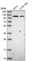 Anti-JAK2 antibody produced in rabbit HPA043870-100UL