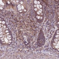 Anti-JAML antibody produced in rabbit