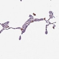 Anti-JAML antibody produced in rabbit