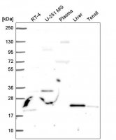 Anti-JAZF1 antibody produced in rabbit 