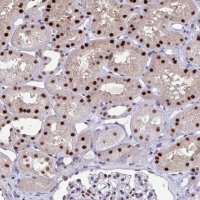 Anti-JDP2 antibody produced in rabbit 