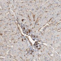 Anti-JMJD4 antibody produced in rabbit 