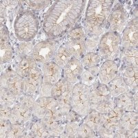 Anti-JOSD1 antibody produced in rabbit 